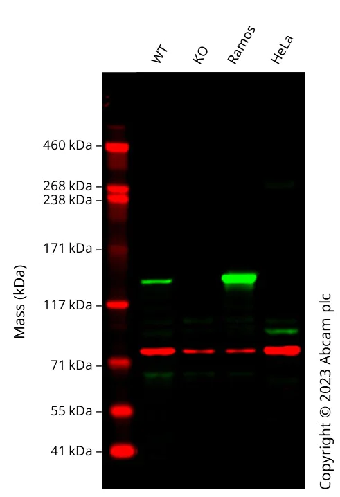 Western blot - Anti-Calnexin antibody [CANX/1543] (AB238078)