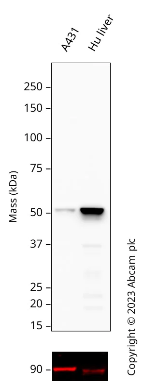 Western blot - Anti-Calnexin antibody [CANX/1543] (AB238078)