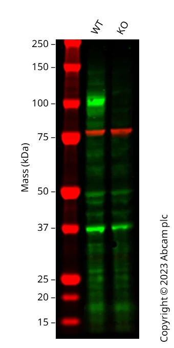 Western blot - Anti-Calnexin antibody [CANX/1543] (AB238078)