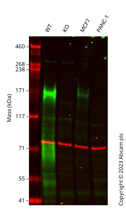 Western blot - Anti-Calnexin antibody [CANX/1543] (AB238078)