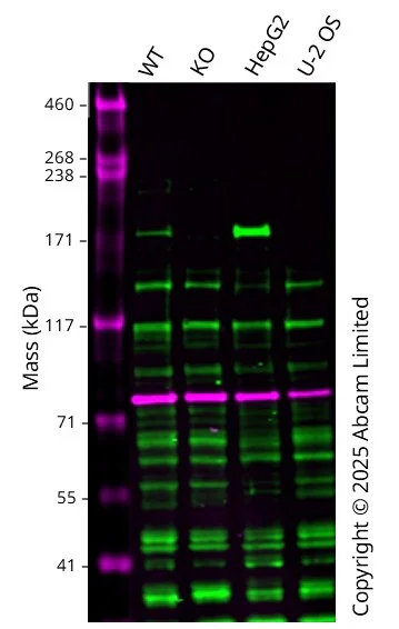 Western blot - Anti-Calnexin antibody [CANX/1543] (AB238078)
