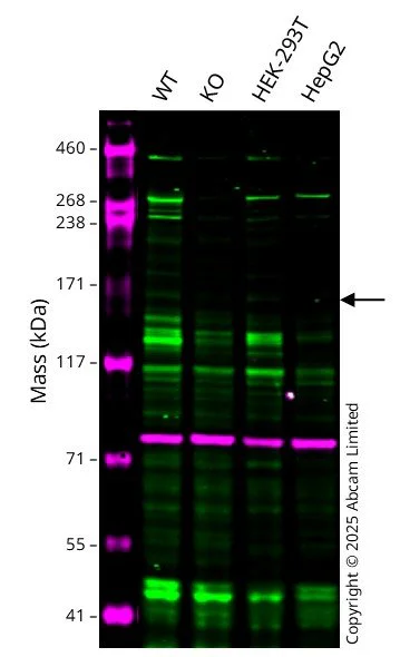 Western blot - Anti-Calnexin antibody [CANX/1543] (AB238078)