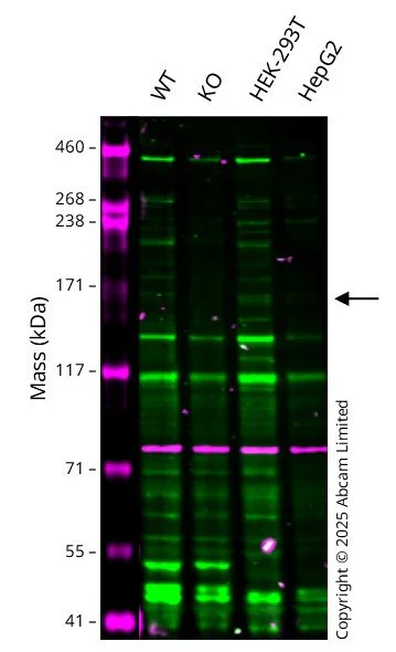 Western blot - Anti-Calnexin antibody [CANX/1543] (AB238078)