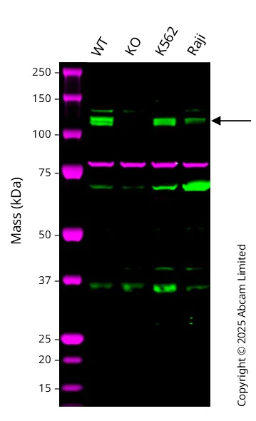 Western blot - Anti-Calnexin antibody [CANX/1543] (AB238078)
