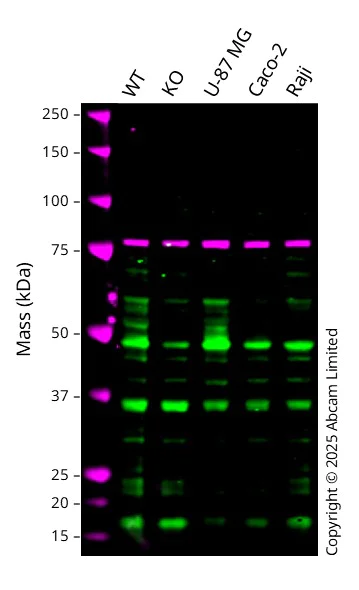 Western blot - Anti-Calnexin antibody [CANX/1543] (AB238078)