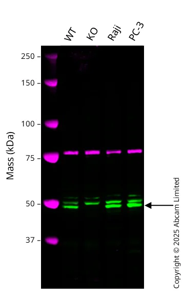 Western blot - Anti-Calnexin antibody [CANX/1543] (AB238078)