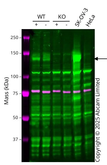 Western blot - Anti-Calnexin antibody [CANX/1543] (AB238078)