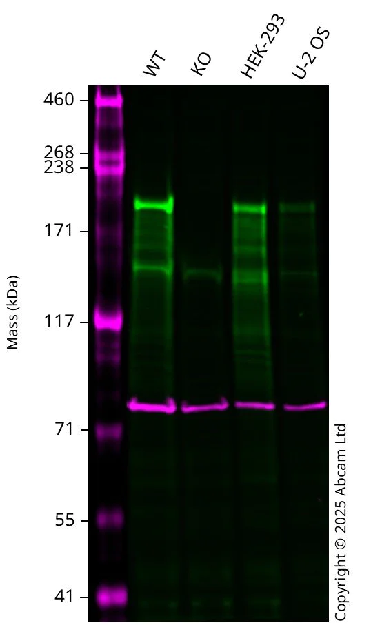 Western blot - Anti-Calnexin antibody [CANX/1543] (AB238078)
