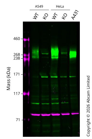 Western blot - Anti-Calnexin antibody [CANX/1543] (AB238078)