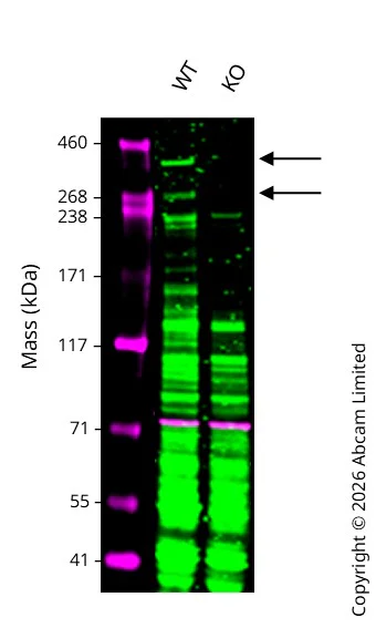 Western blot - Anti-Calnexin antibody [CANX/1543] (AB238078)