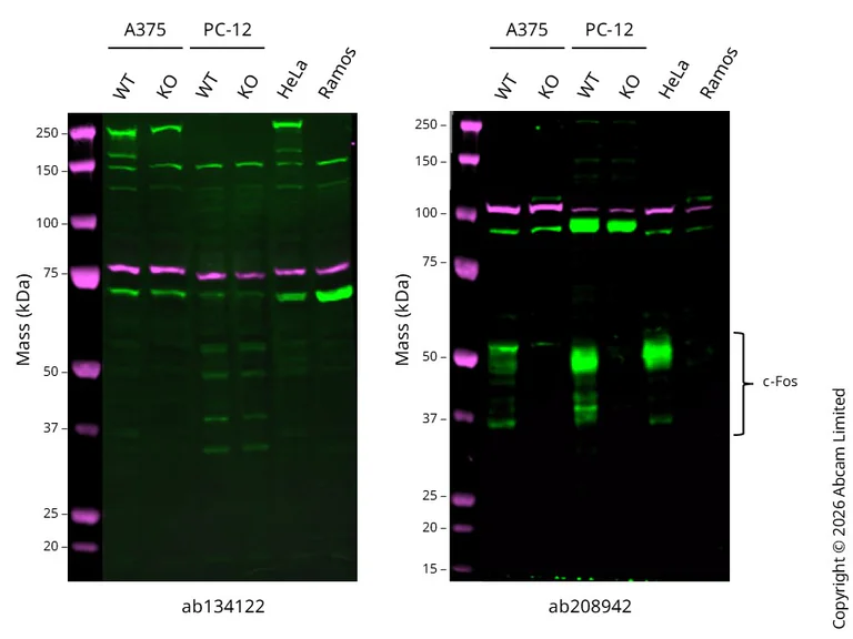 Western blot - Anti-Calnexin antibody [CANX/1543] (AB238078)