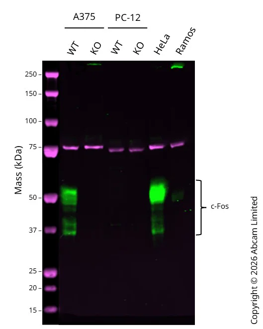 Western blot - Anti-Calnexin antibody [CANX/1543] (AB238078)