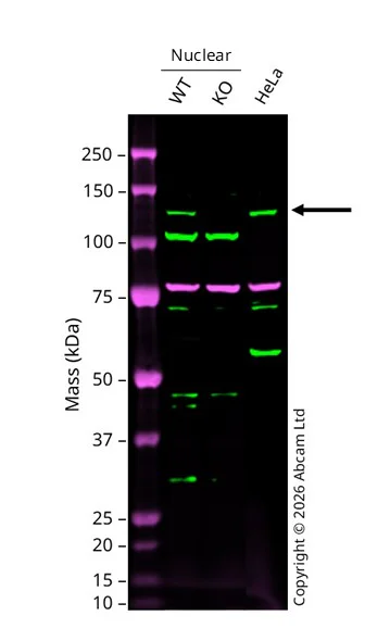 Western blot - Anti-Calnexin antibody [CANX/1543] (AB238078)