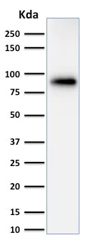 Western blot - Anti-Calnexin antibody [CANX/1543] - BSA and Azide free (AB237932)