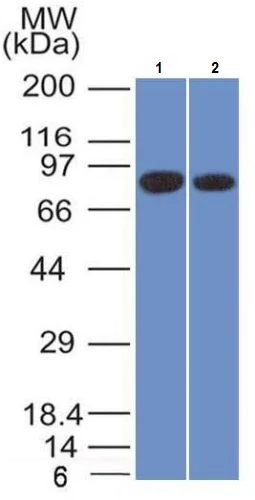Western blot - Anti-Calnexin antibody [CANX/1543] - BSA and Azide free (AB237932)