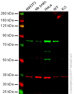 Western blot - Anti-Calnexin antibody [EPR21205] (AB213243)