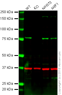 Western blot - Anti-Calnexin antibody [EPR21240] - ER Membrane Marker (AB241154)