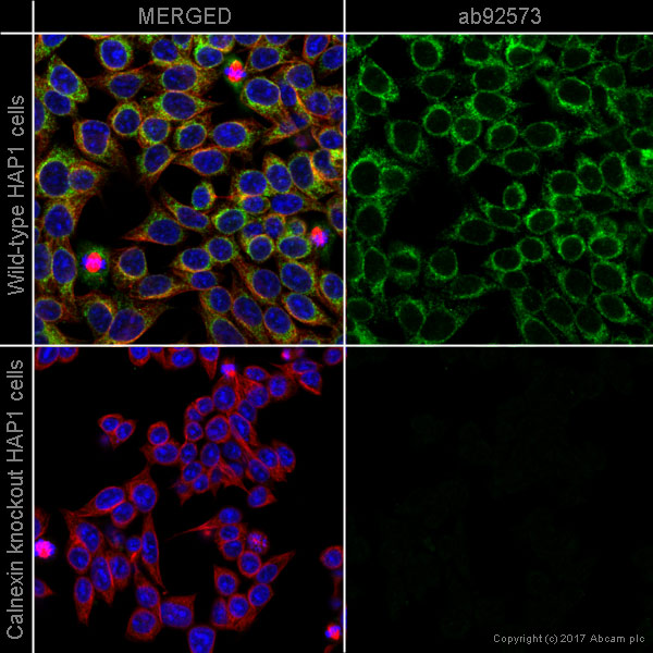 Immunocytochemistry/ Immunofluorescence - Anti-Calnexin antibody [EPR3632] (AB92573)