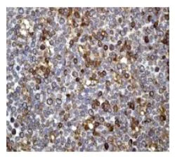Immunohistochemistry (Formalin/PFA-fixed paraffin-embedded sections) - Anti-Calnexin antibody [EPR3632] - BSA and Azide free (AB232433)