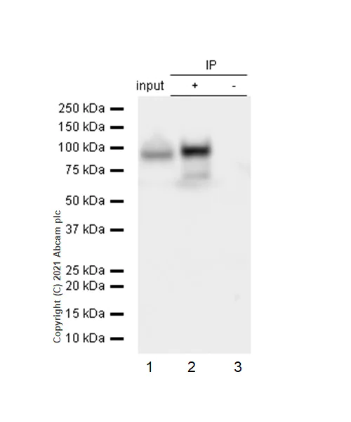 Immunoprecipitation - Anti-Calnexin antibody [EPR3632] - BSA and Azide free (AB232433)
