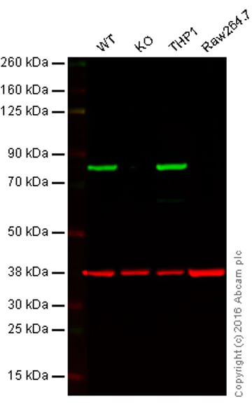 Western blot - Anti-Calnexin antibody [EPR3632] - BSA and Azide free (AB232433)