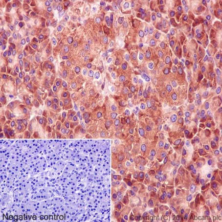 Immunohistochemistry (Formalin/PFA-fixed paraffin-embedded sections) - Anti-Calnexin antibody [EPR3633(2)] - BSA and Azide free (AB225542)