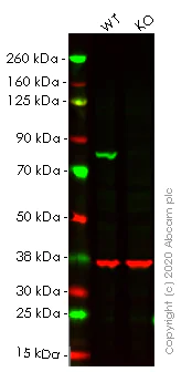 Western blot - Anti-Calnexin antibody [EPR3633(2)] - BSA and Azide free (AB225542)