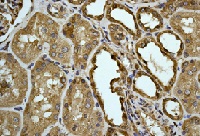 Immunohistochemistry (Formalin/PFA-fixed paraffin-embedded sections) - Anti-Calnexin antibody [EPR3633(2)] - ER Membrane Marker (ab133615), expandable thumbnail
