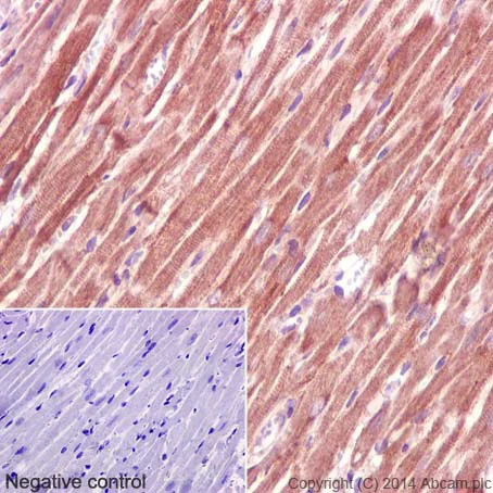 Immunohistochemistry (Formalin/PFA-fixed paraffin-embedded sections) - Anti-Calnexin antibody [EPR3633(2)] - ER Membrane Marker (AB133615)