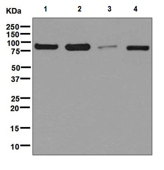 Western blot - Anti-Calnexin antibody [EPR3633(2)] - ER Membrane Marker (ab133615), expandable thumbnail