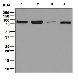Western blot - Anti-Calnexin antibody [EPR3633(2)] - ER Membrane Marker (AB133615)