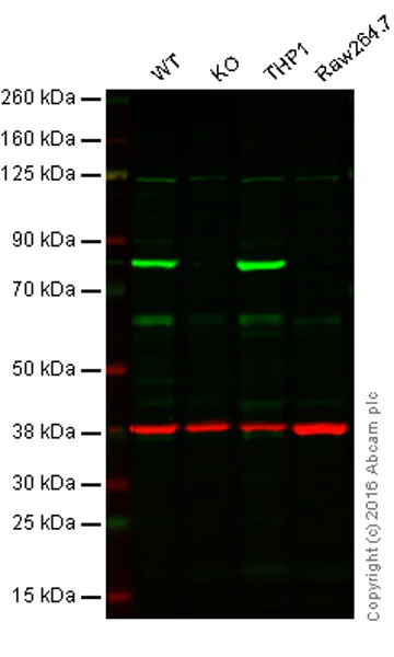 Western blot - Anti-Calnexin antibody [EPR3633(2)] - ER Membrane Marker (AB133615)