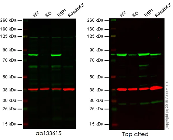 Western blot - Anti-Calnexin antibody [EPR3633(2)] - ER Membrane Marker (AB133615)