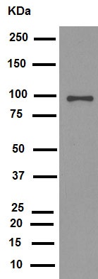 Western blot - Anti-Calnexin antibody [EPR3633(2)] - ER Membrane Marker (ab133615), expandable thumbnail