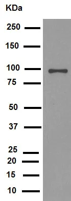 Western blot - Anti-Calnexin antibody [EPR3633(2)] - ER Membrane Marker (AB133615)