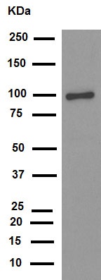 Western blot - Anti-Calnexin antibody [EPR3633(2)] - ER Membrane Marker (ab133615), expandable thumbnail
