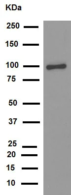 Western blot - Anti-Calnexin antibody [EPR3633(2)] - ER Membrane Marker (AB133615)