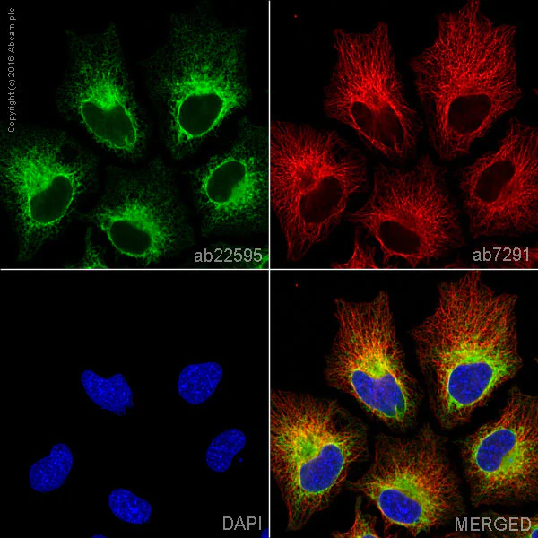 Immunocytochemistry/ Immunofluorescence - Anti-Calnexin antibody - ER Marker (AB22595)