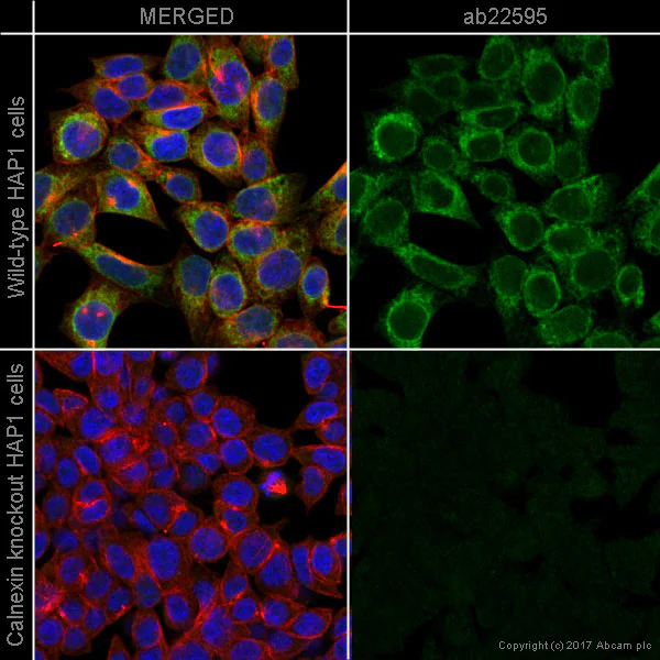 Immunocytochemistry/ Immunofluorescence - Anti-Calnexin antibody - ER Marker (AB22595)
