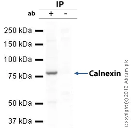 Immunoprecipitation - Anti-Calnexin antibody - ER Marker (AB22595)