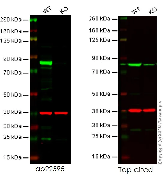 Western blot - Anti-Calnexin antibody - ER Marker (AB22595)