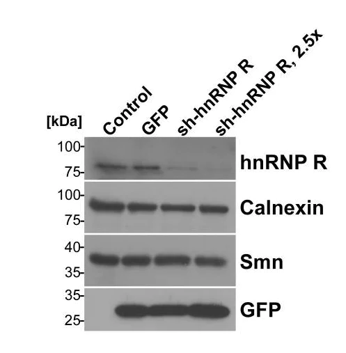 Western blot - Anti-Calnexin antibody - ER Marker (AB22595)