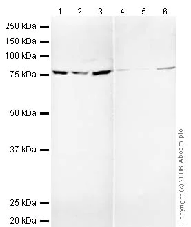 Western blot - Anti-Calnexin antibody - ER Marker (AB22595)