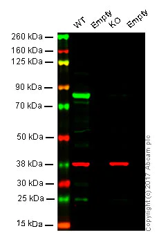 Western blot - Anti-Calnexin antibody - ER Marker (AB22595)