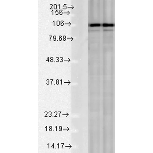 Western blot - Anti-Calnexin antibody - ER Membrane Marker (AB75801)