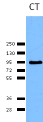 Anti-Calnexin antibody - ER Membrane Marker