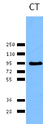 Western blot - Anti-Calnexin antibody - ER Membrane Marker (AB75801)