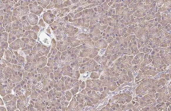 Immunohistochemistry (Formalin/PFA-fixed paraffin-embedded sections) - Anti-Calnexin antibody [HL1598] (AB308174), expandable thumbnail