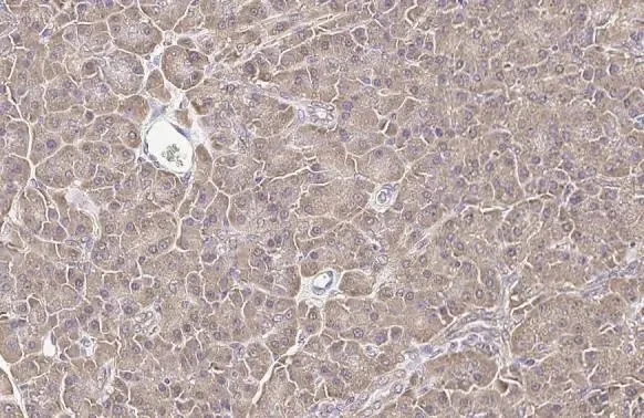 Immunohistochemistry (Formalin/PFA-fixed paraffin-embedded sections) - Anti-Calnexin antibody [HL1598] (AB308174)