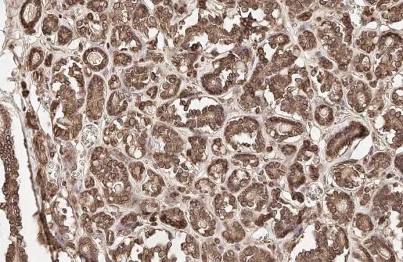 Immunohistochemistry (Formalin/PFA-fixed paraffin-embedded sections) - Anti-Calnexin antibody [HL1598] (AB308174), expandable thumbnail